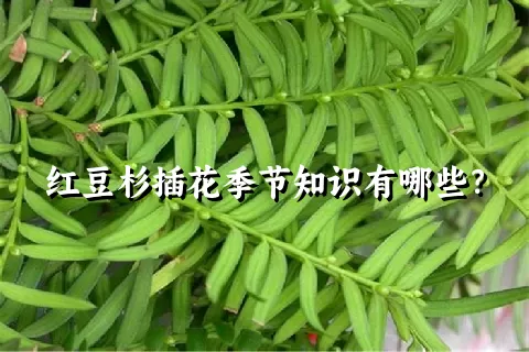 红豆杉插花季节知识有哪些？