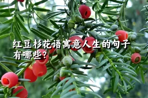 红豆杉花语寓意人生的句子有哪些？