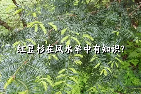 红豆杉在风水学中有知识？