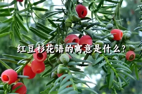 红豆杉花语的寓意是什么？