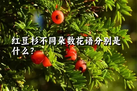 红豆杉不同朵数花语分别是什么？