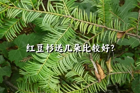 红豆杉送几朵比较好？