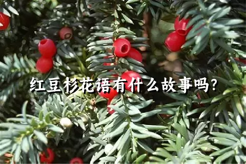 红豆杉花语有什么故事吗？