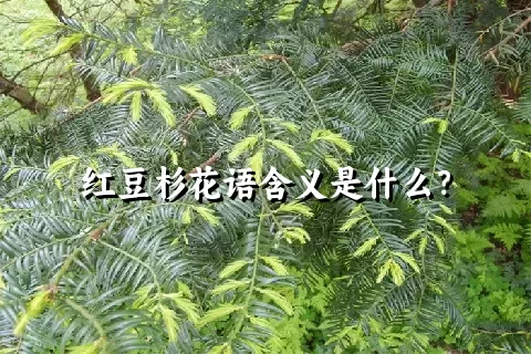 红豆杉花语含义是什么？