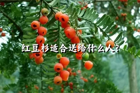 红豆杉适合送给什么人？