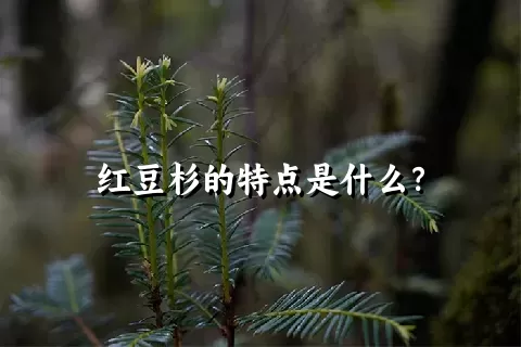 红豆杉的特点是什么？