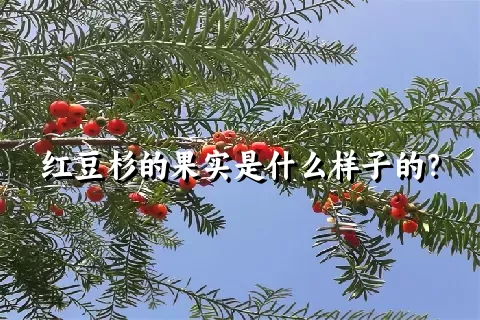 红豆杉的果实是什么样子的？