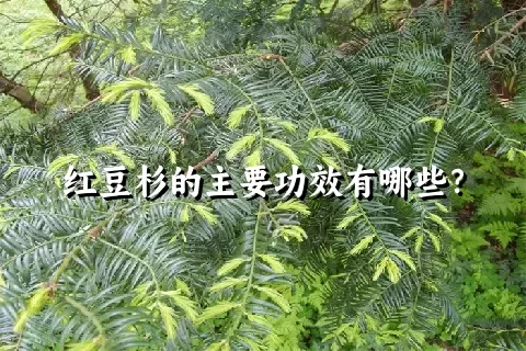 红豆杉的主要功效有哪些？