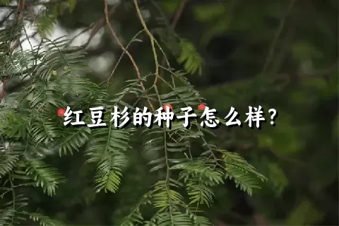 红豆杉的种子怎么样？