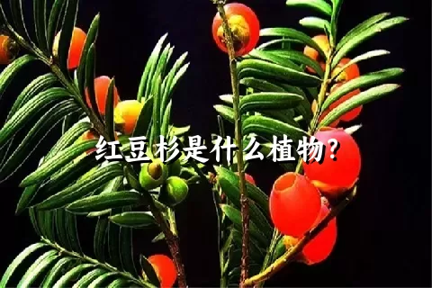 红豆杉是什么植物？