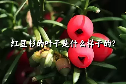 红豆杉的叶子是什么样子的？