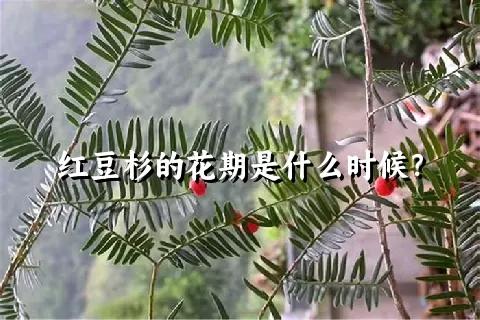 红豆杉的花期是什么时候？