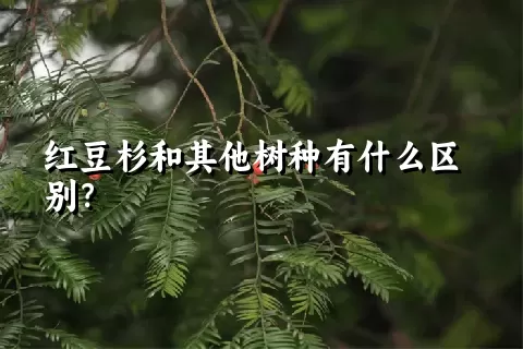 红豆杉和其他树种有什么区别？