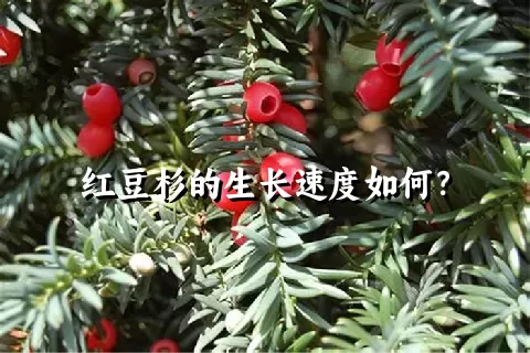 红豆杉的生长速度如何？