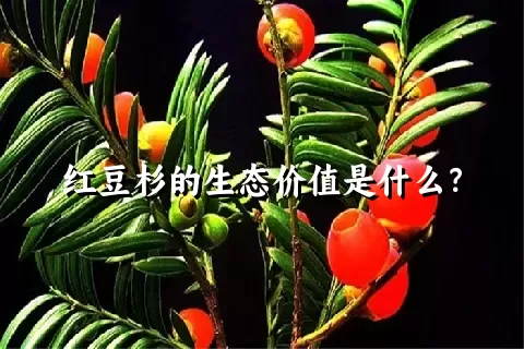 红豆杉的生态价值是什么？