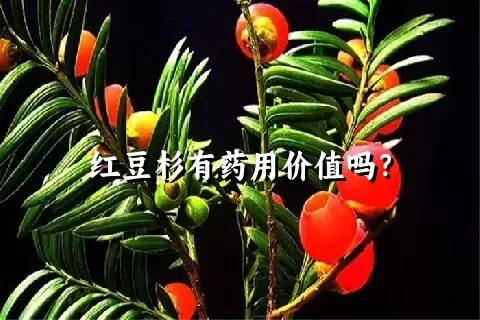 红豆杉有药用价值吗？