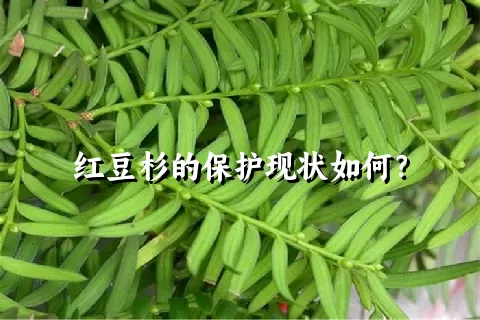 红豆杉的保护现状如何？