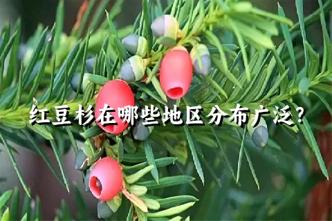 红豆杉在哪些地区分布广泛？