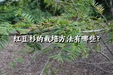 红豆杉的栽培方法有哪些？