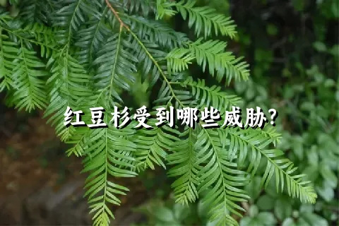 红豆杉受到哪些威胁？