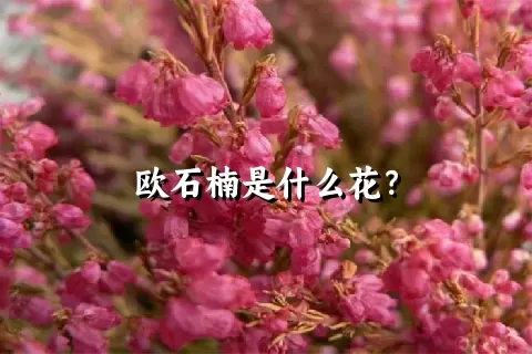 欧石楠是什么花？