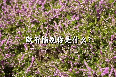 欧石楠别称是什么？