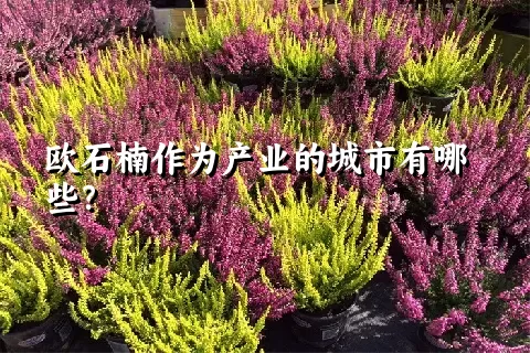 欧石楠作为产业的城市有哪些？