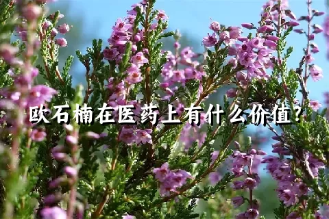 欧石楠在医药上有什么价值？