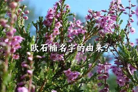 欧石楠名字的由来？