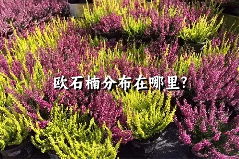 欧石楠分布在哪里?