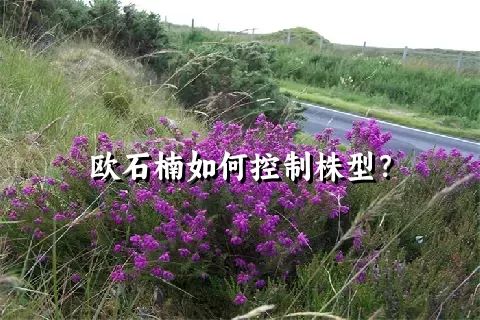 欧石楠如何控制株型？