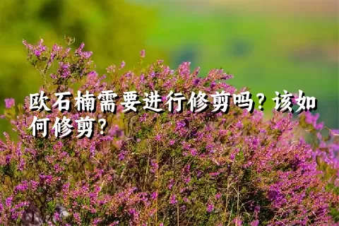 欧石楠需要进行修剪吗？该如何修剪？