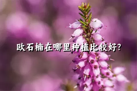 欧石楠在哪里种植比较好？