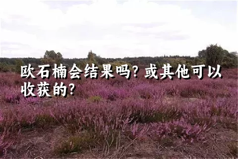 欧石楠会结果吗？或其他可以收获的？