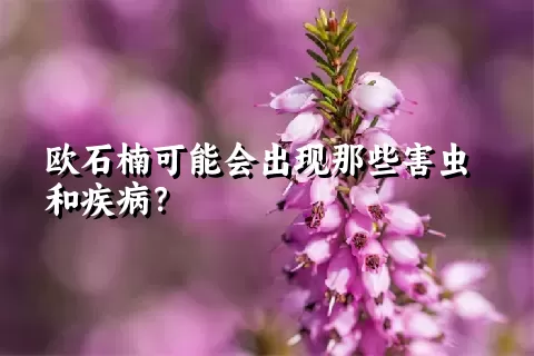 欧石楠可能会出现那些害虫和疾病？