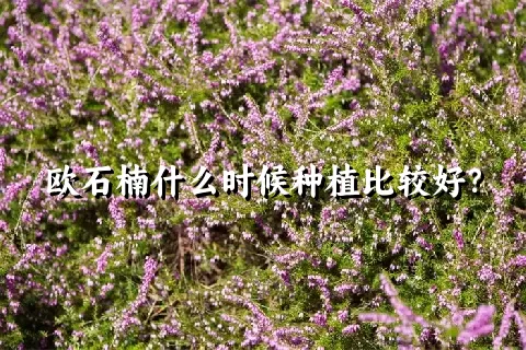 欧石楠什么时候种植比较好？