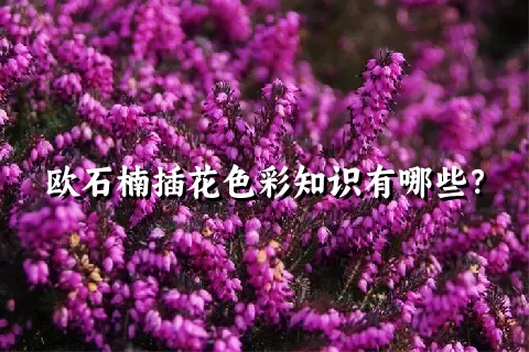 欧石楠插花色彩知识有哪些？