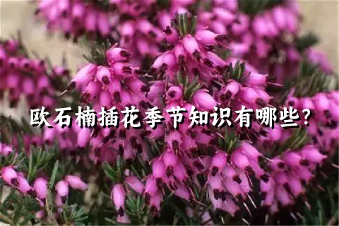 欧石楠插花季节知识有哪些？