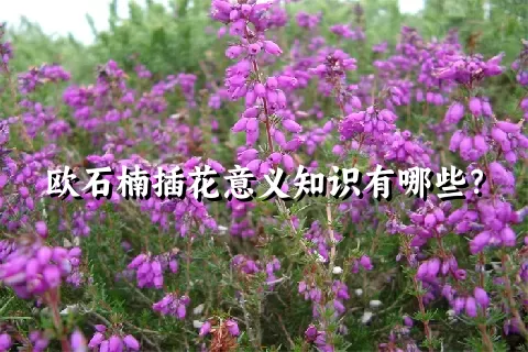 欧石楠插花意义知识有哪些？