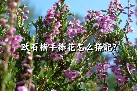 欧石楠手捧花怎么搭配？