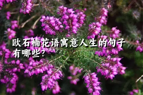 欧石楠花语寓意人生的句子有哪些？