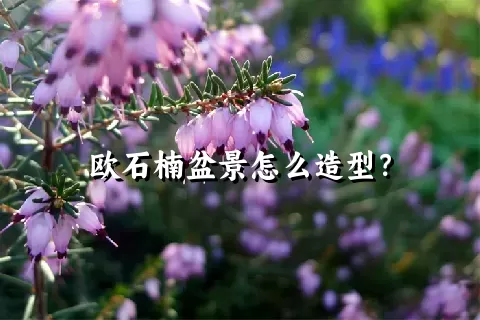 欧石楠盆景怎么造型？