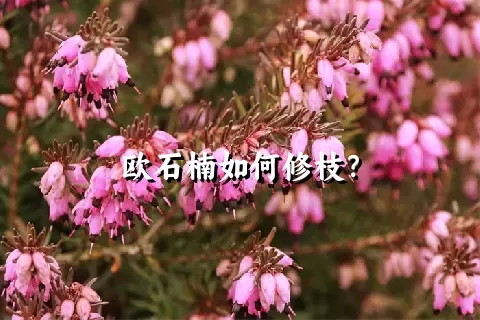 欧石楠如何修枝？