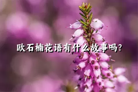 欧石楠花语有什么故事吗？