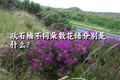 欧石楠不同朵数花语分别是什么？