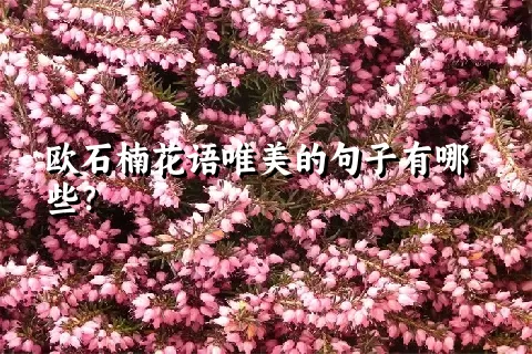 欧石楠花语唯美的句子有哪些？