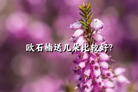 欧石楠送几朵比较好？