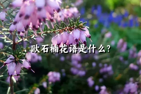 欧石楠花语是什么？