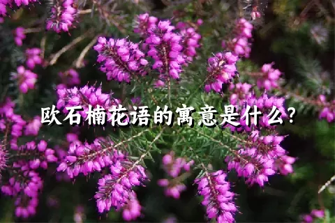 欧石楠花语的寓意是什么？