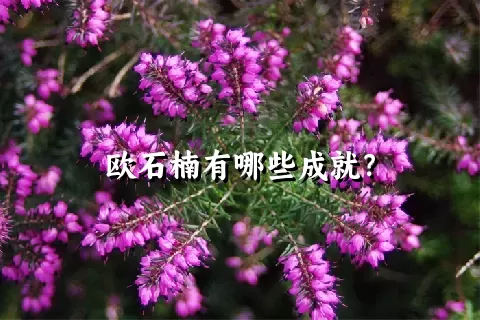 欧石楠有哪些成就？